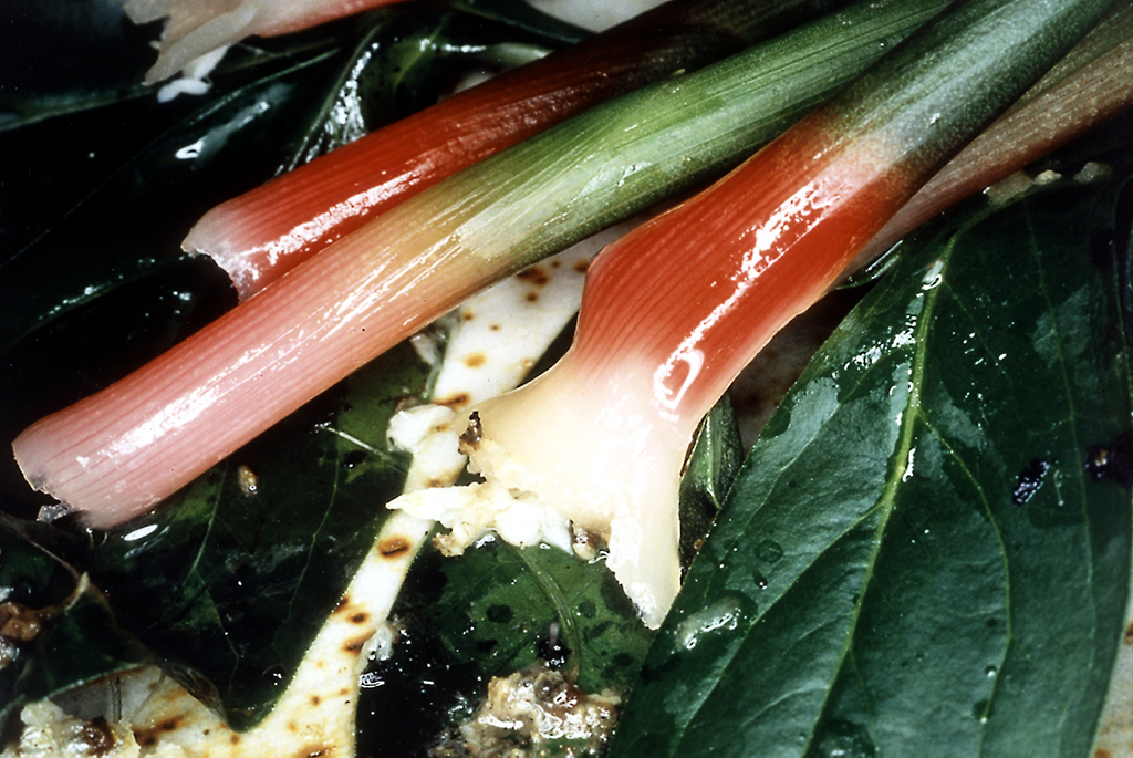 In the coloured photograph, an unidentifiable vegetable is to be seen. The vegetable itself is green, towards the stalk it becomes reddish. The arrangement seems to be covered with a sticky liquid.