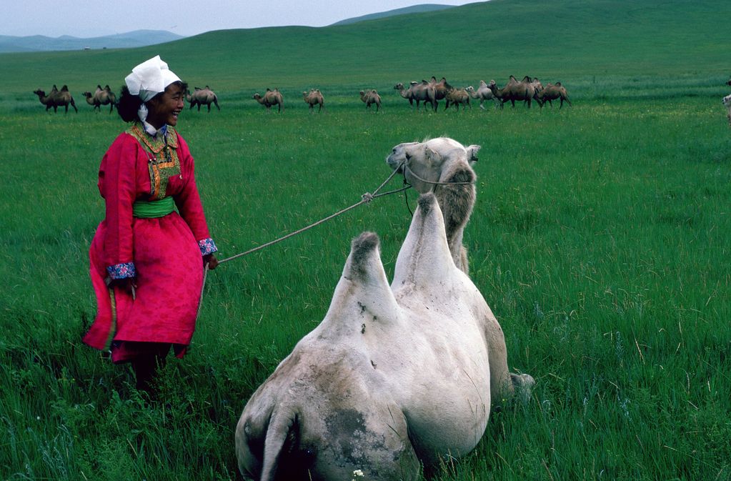 Dieser Filmausschnitt zeigt eine mongolische Frau lachend in einem roten traditionellem Kleid, an der Leine hält sie ein Kamel, das sie wiederum anblickt. Im Hintergrund befindet sich eine Kamelherde innerhalb einer hügeligen Landschaft von saftigem Grasgrün. Ulrike Ottinger, Sammlung Goetz München
