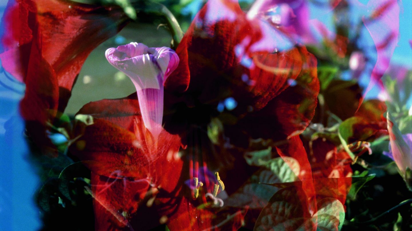 Double exposure slide showing two superimposed photographs of flowers. One exposure shows three open, red lily flowers, while the other shows pink hibiscus blossoms. Peter Fischli/David Weiss, Sammlung Goetz Munich