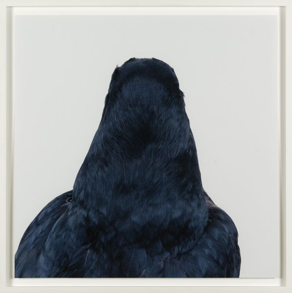 This photograph shows the rear view of a dark feathered bird's head. Roni Horn, Sammlung Goetz München