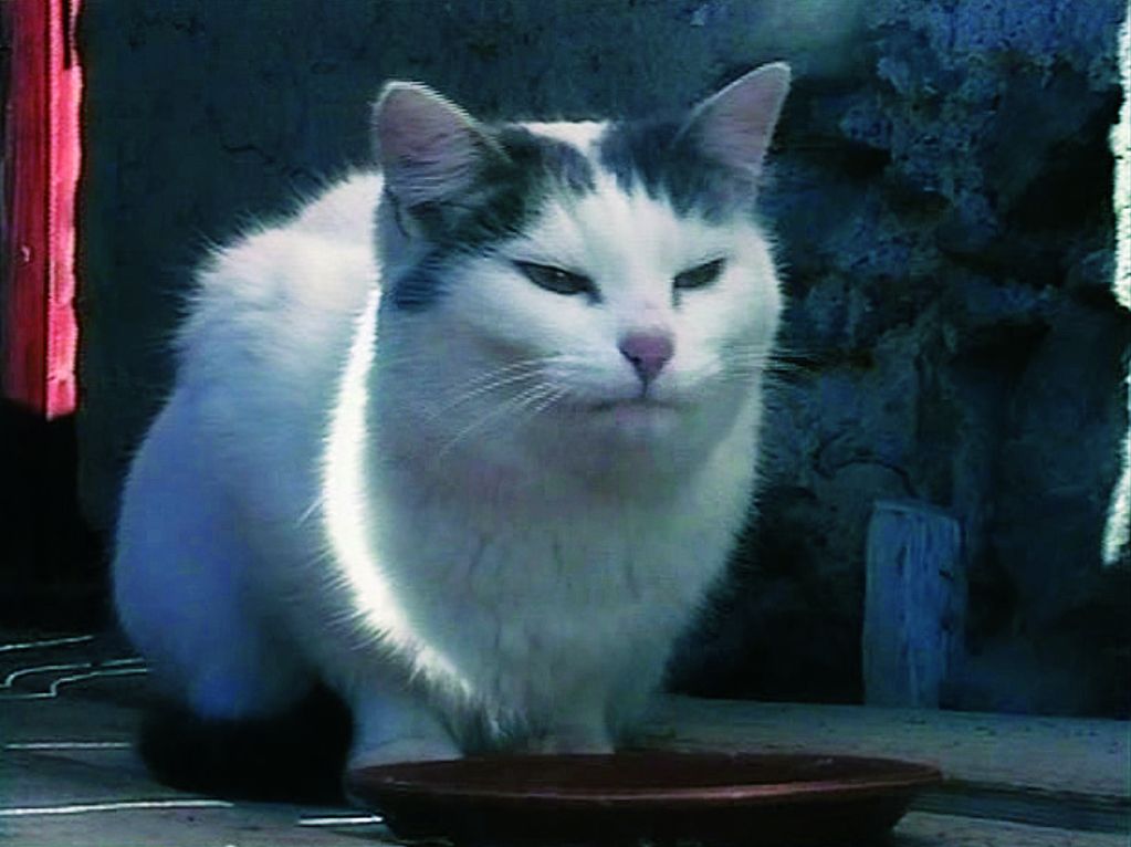 Video Still showing a cat sitting with her belly on the floor in front of her bowl. She has mainly white fur except for her ears, which are darkly colored; her gaze seems slightly annoyed. Peter Fischli/Davis Weiss, Sammlung Goetz Munich