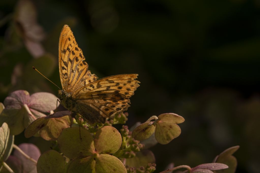 Color photograph of a butterfly on a hydrangea, Christoph Brech, Sammlung Goetz München