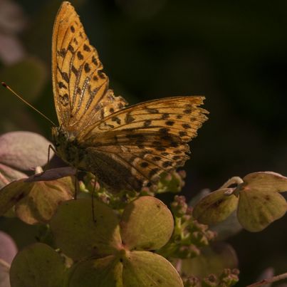 © Christoph Brech Color photograph of a butterfly on a hydrangea, Christoph Brech, Sammlung Goetz München