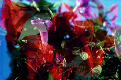 Doppelbelichtetes Dia, das zwei übereinander gelegte Fotografien von Blumen zeigt. Die eine Belichtung zeigt drei geöffnete, rote Lilienblüten, während die andere rosa Hibiskus Blüten zeigt. Peter Fischli/David Weiss, Sammlung Goetz München