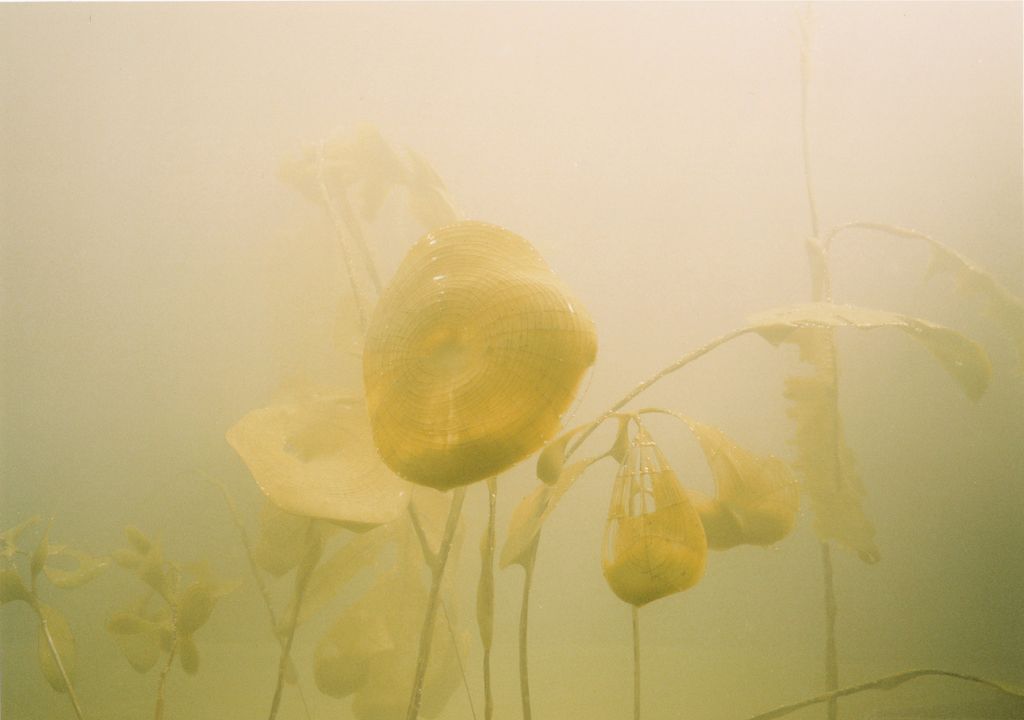 Long-stemmed yellow-green plants with large round leaves that seem to waft in an ochre haze can be seen in this video Still. Saskia Olde Wolbers, Sammlung Goetz Munich