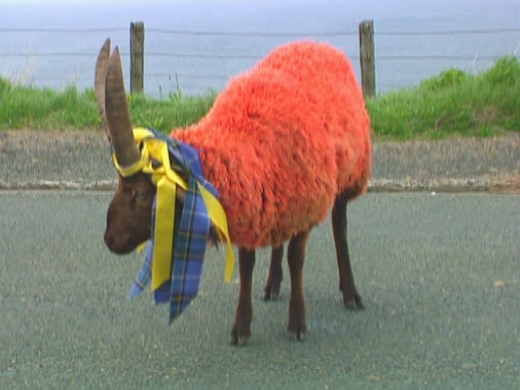 This video Still shows a goat from the Isle of Man, whose fur is dyed red. Also attached to its horns are yellow and blue tartan checkered silk ribbons. Matthew Barney, Sammlung Goetz Munich  