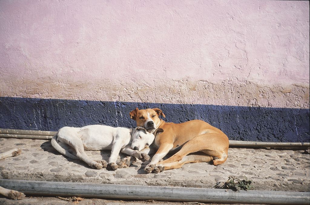 Dieses Standbild zeigt zwei aneineinander geschmiegte, ruhende Hunde auf dem Gehweg vor einer rosafarbenen Wand. Francis Alÿs, Sammlung Goetz München