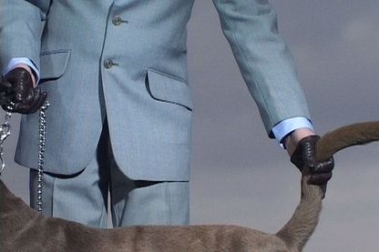 Cut-out showing the back of a grey dog leashed to a silver chain and being led by a male person with one leather-gloved hand and grabbed by the tail with the other. Annika Larsson, Sammlung Goetz Munich