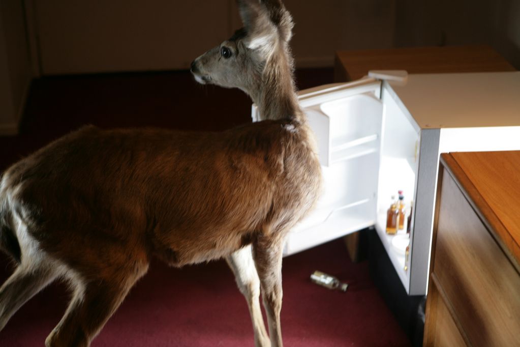Video Still showing a deer in a hotel room standing in front of an open minibar with the light shining from the bar. Doug Aitken, Sammlung Goetz Munich