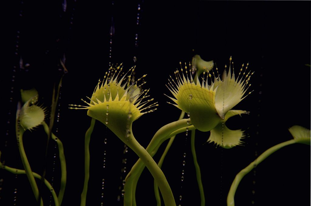 Video Still with green and opened Venus flytraps against a black background, which are surrounded by raindrops. Saskia Olde Wolbers, Sammlung Goetz Munich