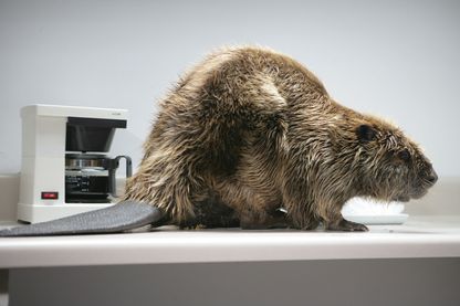 Video Still von einem Biber in einem häuslichen Innenraum, vor einer fast vollen Kaffeekanne in einer Filtermaschine stehend. Doug Aitken, Sammlung Goetz München