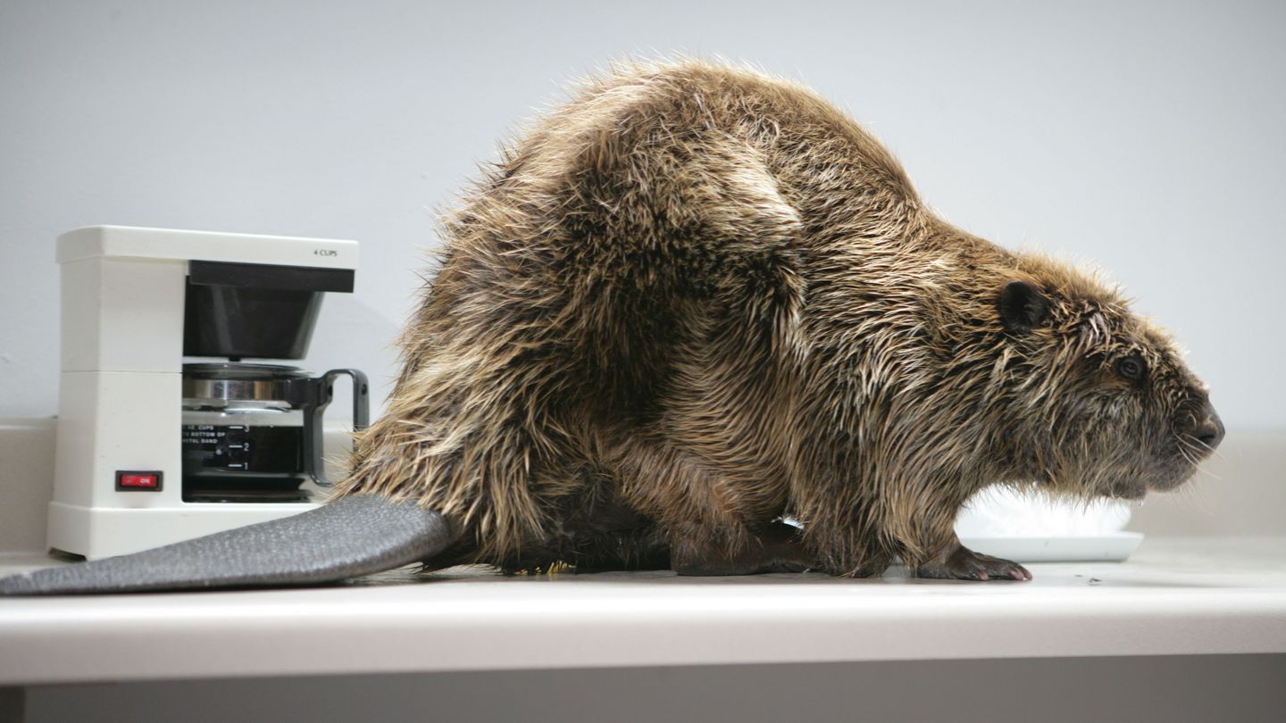 Video Still of a beaver in a domestic interior, standing in front of an almost full coffee pot in a filter machine. Doug Aitken, Sammlung Goetz Munich